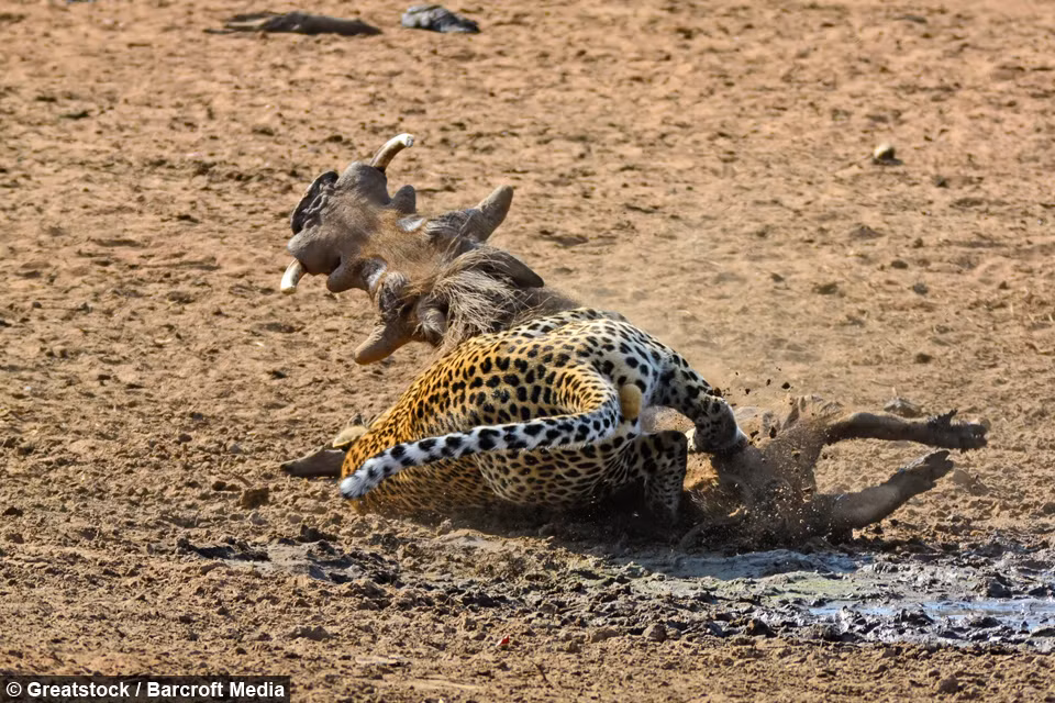 Kẻ săn mồi liên tục vật lộn con lợn rừng đáng thương, trong khi con mồi cũng dùng hết sức bình sinh để chống trả.