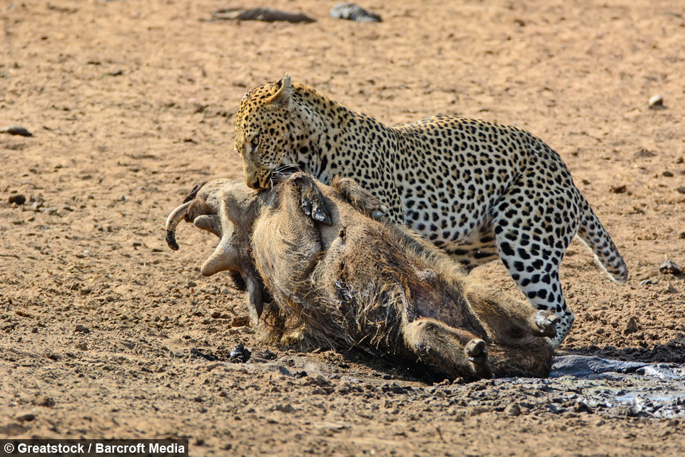 Rõ ràng, chỉ vì ngủ quên mà lợn rừng phải trả cái giá quá đắt.