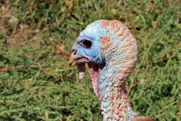 Không chỉ dừng lại ở đó, não của gà tây cũng luôn mắc phải sai lầm ngớ ngẩn, nhất là trong ''chuyện ấy''. Con đực không thể phân biệt được đâu là bạn tình của chúng, chỉ cần một cái đầu gà tây giả cắm cũng có thể đánh lừa gà trống và bạn sẽ được chứng kiến vũ điệu tình ái của gà tây ngay lập tức.