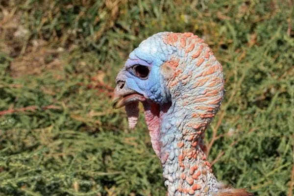 Không chỉ dừng lại ở đó, não của gà tây cũng luôn mắc phải sai lầm ngớ ngẩn, nhất là trong ''chuyện ấy''. Con đực không thể phân biệt được đâu là bạn tình của chúng, chỉ cần một cái đầu gà tây giả cắm cũng có thể đánh lừa gà trống và bạn sẽ được chứng kiến vũ điệu tình ái của gà tây ngay lập tức.