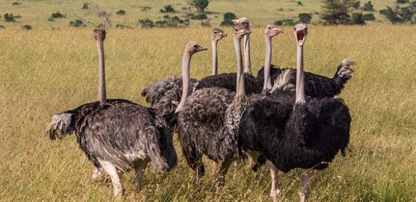 Trái ngược với thân hình to lớn và đôi chân dài miên man, đà điểu lại khiến nhiều người phải phì cười bởi tính cách có phần hơi ngô nghê của chúng. Chẳng thế mà nhiều người cho rằng đây là một trong những loài động vật ''đần độn'' nhất quả đất.