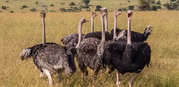 Trái ngược với thân hình to lớn và đôi chân dài miên man, đà điểu lại khiến nhiều người phải phì cười bởi tính cách có phần hơi ngô nghê của chúng. Chẳng thế mà nhiều người cho rằng đây là một trong những loài động vật ''đần độn'' nhất quả đất.