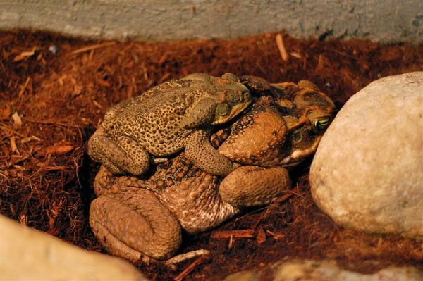 Sự ngố ngếch của cóc mía biểu hiện rõ nhất qua chính bản năng sinh sản của chúng. Những con cóc đực gần như không có khả năng nhận biết đâu là bạn tình của chúng, giao phối với tất cả những thứ gì chúng nghĩ là con cái, đặc biệt là cả...xác động vật chết.