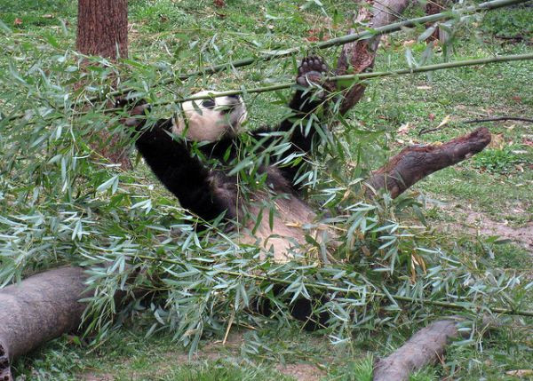 Chúng ít khi hoạt động, một năm chỉ có khả năng giao phối một lần, thậm chí khi mang thai gần như không cảm nhận được sự hiện diện của con. Việc giết chết những con gấu con la hét, hay đè chết con khi đang ngủ là chuyện thường gặp trong thế giới của loài gấu này.