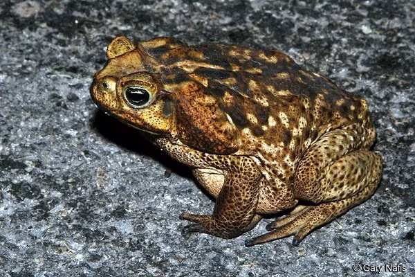 Cóc mía Nam Australia là một trong những loài động vật ''đần độn'' nhất quả đất, có chỉ số IQ trái ngược hoàn toàn thân hình khá đồ sộ, dài 20,5cm và nặng khoảng 840gr.