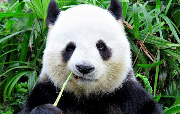 Fan của bộ phim nổi tiếng Kungfu Panda hẳn chẳng ai nghĩ gấu trúc lại lọt vào danh sách những loài vật có chỉ số IQ thấp nhất thế giới. Mặc dù vẻ ngoài trông đáng yêu song thực tế, chỉ số thông minh của loài vật này là cực thấp.