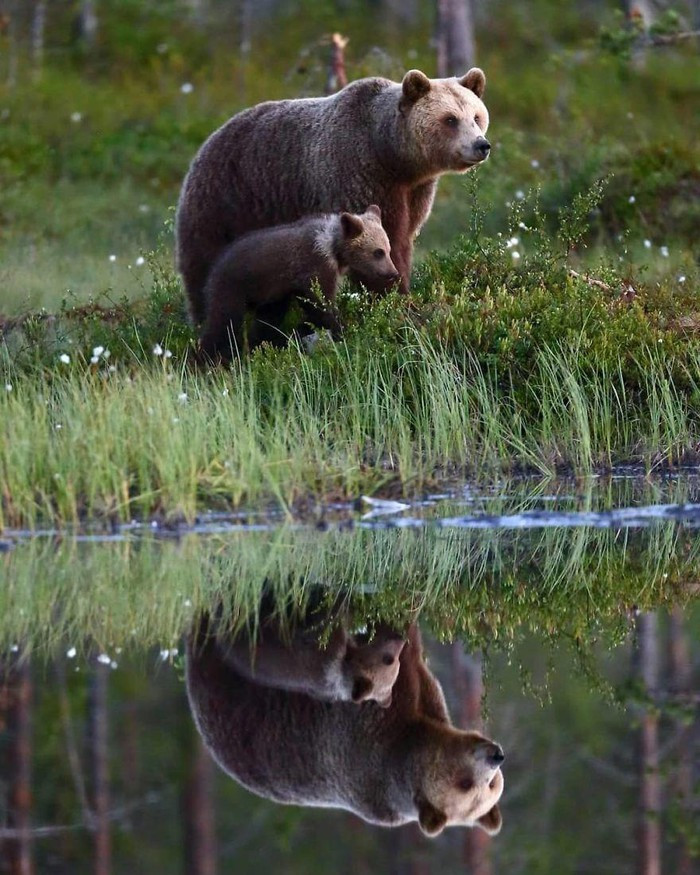 Theo kinh nghiệm của ông, đôi mắt của con vật là một chi tiết rất quan trọng.