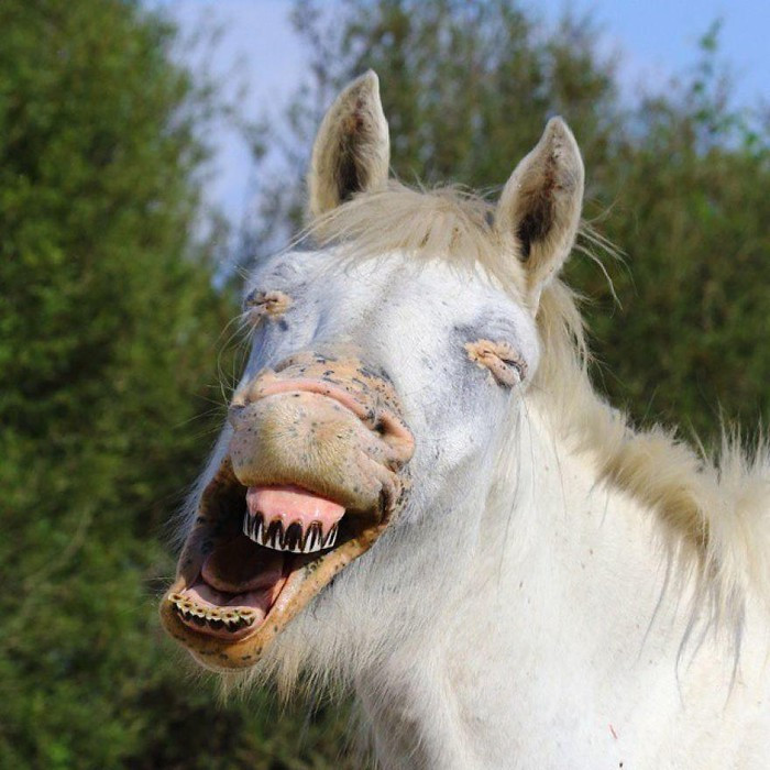 Những khoảnh khắc cực hiếm có của động vật trong tự nhiên.