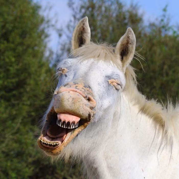 Những khoảnh khắc cực hiếm có của động vật trong tự nhiên.