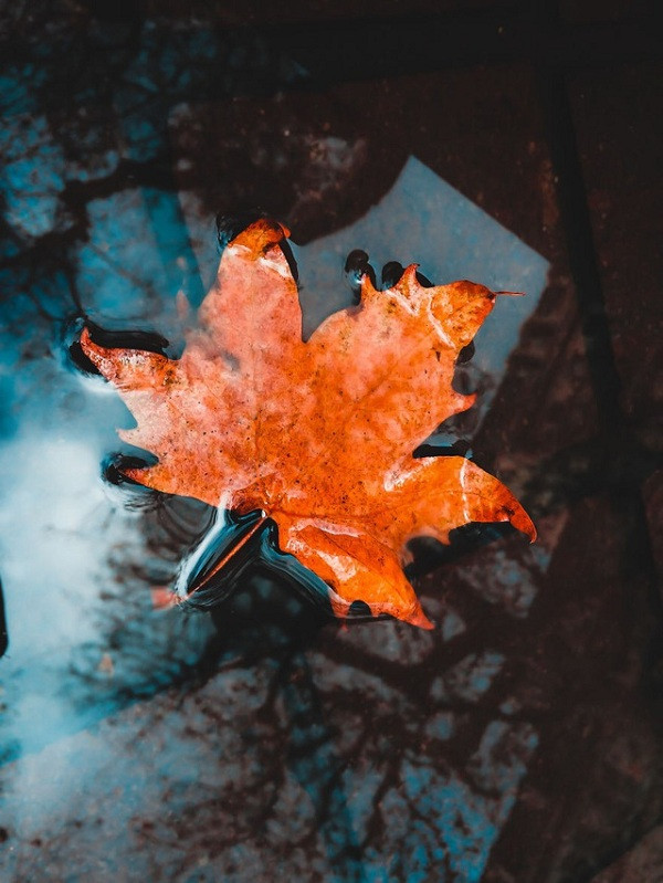 Màu sắc thể hiện hoàn hảo và sắc nét.