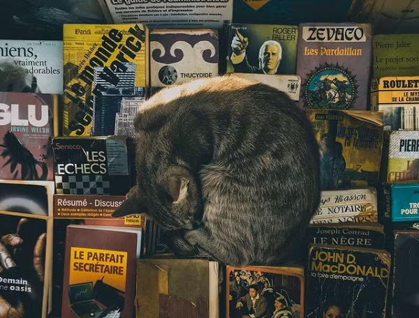 Tuy nhiên vẫn không thể phủ nhận chiếc iPhone lỗi thời 7 năm đã thể hiện sự rõ nét và chính xác của màu sắc tới mức nào.