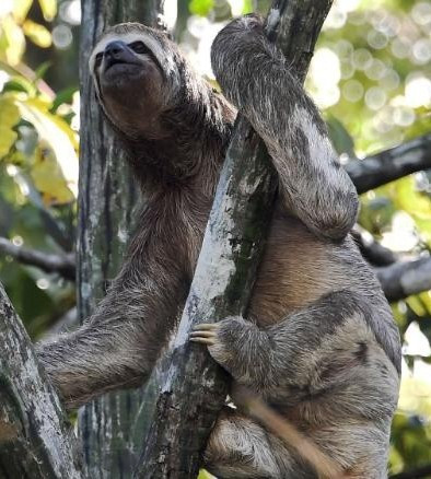 Đặc biệt, bộ tộc nguyên thủy này cũng dùng drone để theo dõi các loài động vật quý hiếm như đại bàng Harpy - loài chim thiêng liêng đối với người Uru-Eu-Wau-Rau.