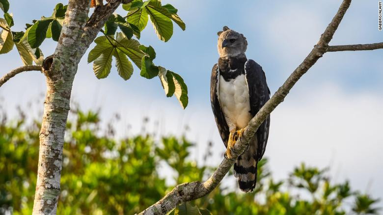 WWF cho biết Tổ chức Thổ dân Quốc gia Brazil (FUNAI) - cơ quan chịu trách nhiệm quản lý những chính sách liên quan đến các bộ lạc cũng có thể sử dụng tọa độ địa lý do những người Uru-Eu-Wau-Wau cung cấp để điều tra việc khai thác gỗ bất hợp pháp.