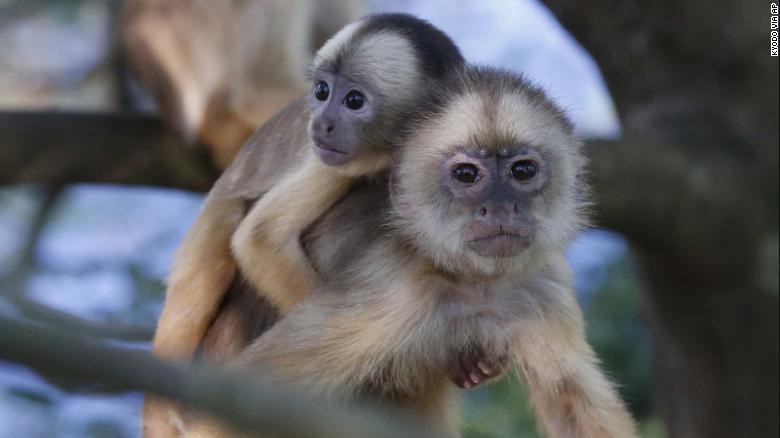 Dự án WWF-Kaninde đã tặng 19 drone cho 18 tổ chức tham gia bảo vệ rừng Amazon. Mỗi chiếc có giá khoảng 2.000 USD - gần bằng giá thuê trực thăng trong một giờ để thực hiện công việc tương tự.