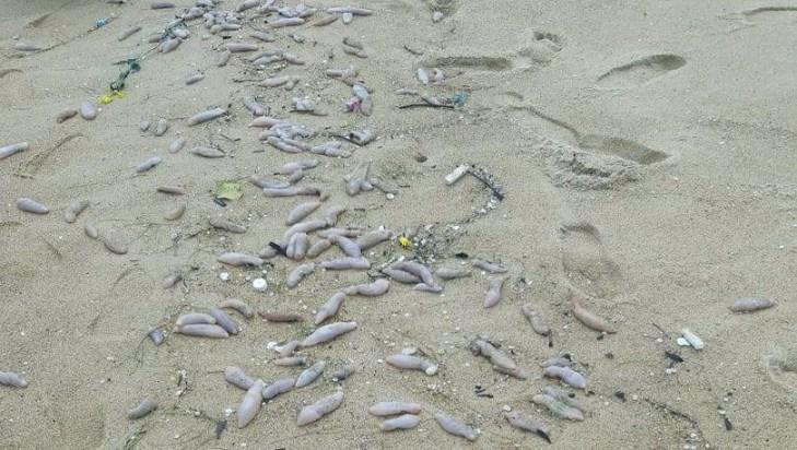 Sinh vật lạ có kích thước thon, dài gần 10cm, mang màu hồng đục.