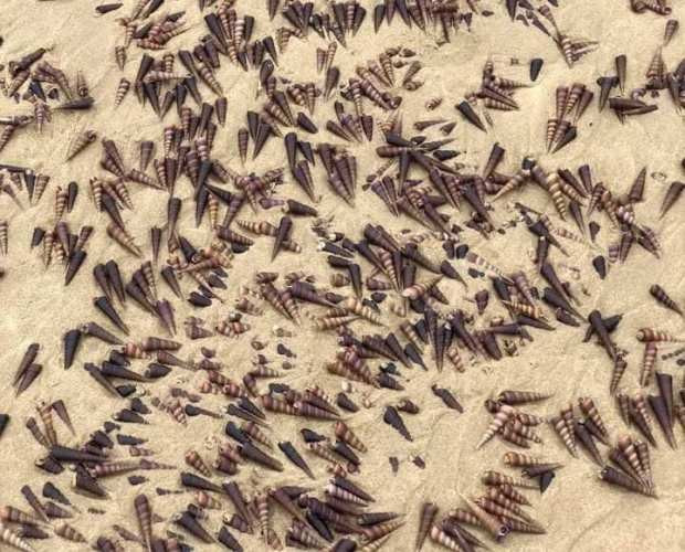 Ngoài loài ốc này thì không có loài thủy sản khác dạt vào bờ biển.