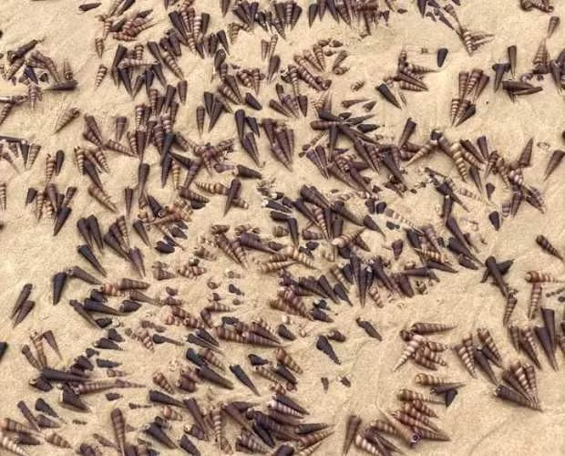 Ngoài loài ốc này thì không có loài thủy sản khác dạt vào bờ biển.