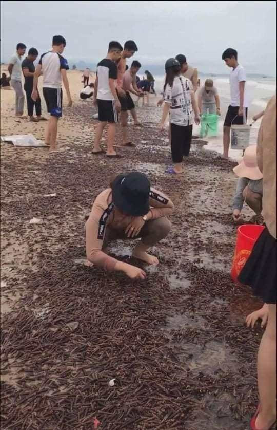 Một số người am hiểu văn hóa dân gian và nghề biển ở xã Cảnh Dương cho hay, loài ốc này vốn nằm ngoài khơi, hằng ngày, các tàu giã cào mang vào rất nhiều. Người ta chỉ nhặt lấy số lớn, số còn lại thả xuống vùng biển ven bờ, trong khi ốc chưa kịp di chuyển ra khơi thì bão số 5 tới, sóng đánh dạt ốc vào bờ.