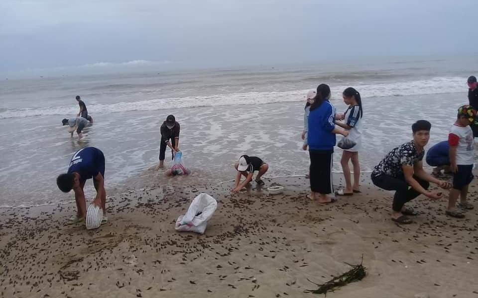 Theo người dân ven biển Quảng Bình, thì đây là lần đầu tiên loài ốc này dạt vào bờ biển bất thường và nhiều như thế. Hiện tượng "lộc trời cho" cực hiếm này chưa từng xảy ra tại địa phương.