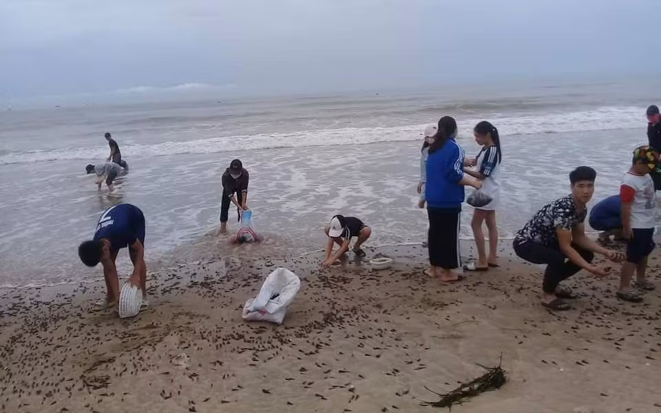 Theo người dân ven biển Quảng Bình, thì đây là lần đầu tiên loài ốc này dạt vào bờ biển bất thường và nhiều như thế. Hiện tượng "lộc trời cho" cực hiếm này chưa từng xảy ra tại địa phương.