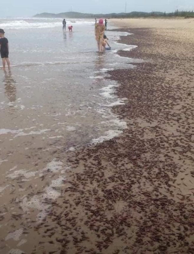 Theo các lão ngư ở Quảng Bình, thì đây là một loài ốc có nhiều ở bờ biển các tỉnh phía Nam, còn Quảng Bình rất hiếm. Tên gọi thì mỗi nơi mỗi khác, ốc đinh, ốc xoắn, ốc vít…