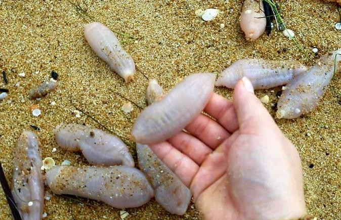 Một số người cho rằng đây là con hải sâm nên đổ xô ra bờ biển nhặt về phơi khô để làm vị thuốc.