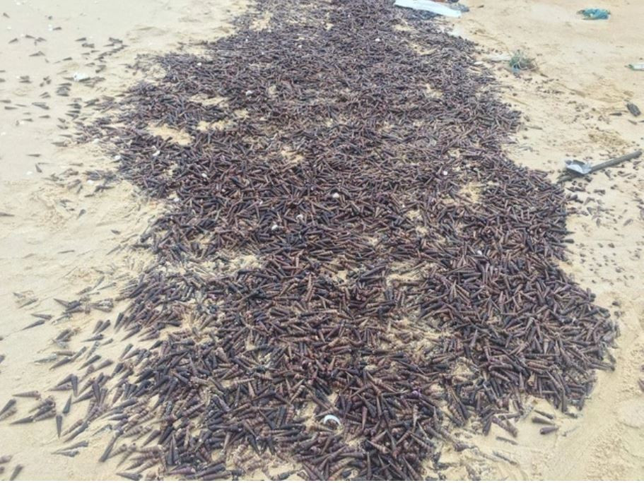 Ban đầu người dân nghi ngờ bão số 5 cuốn loài ốc này vào. Tuy nhiên, hết bão loại ốc này vẫn tiếp tục xuất hiện ngày càng nhiều khiến người dân không khỏi hoang mang.
