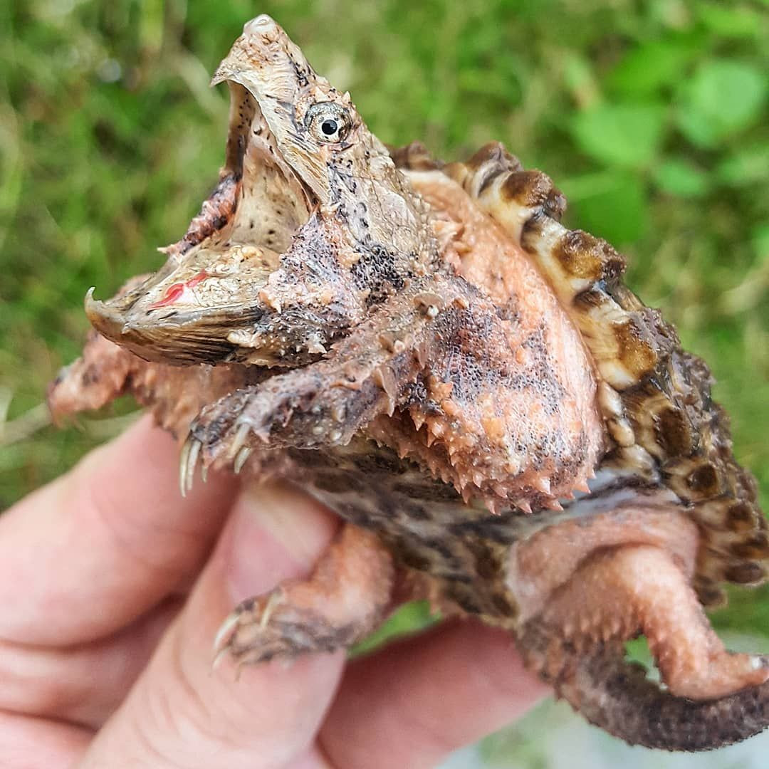 "Vũ khí" đáng sợ và dễ nhìn thấy nhất của rùa cá sấu chính là cặp hàm cực kỳ khỏe của chúng. Nếu như lực cắn của cá sấu nói chung chỉ bằng 158N thì lực cắn của rùa cá sấu mạnh kỷ lục, lên tới 656N.