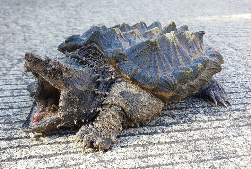 Mặc dù hình dáng của chúng không có nhiều điểm tương đồng nhưng sự đáng sợ mà chúng gây ra cho đồng loại khiến nhiều sinh vật học phải gọi rùa cá sấu là "quái thú rùa".