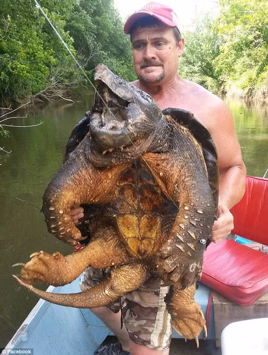 Trên thế giới không ít trường hợp người dân bắt được những con rùa cá sấu khổng lồ. Ký lục là con rùa nặng đến 285 kg được phát hiện ở hạt Lamar của bang Mississippi