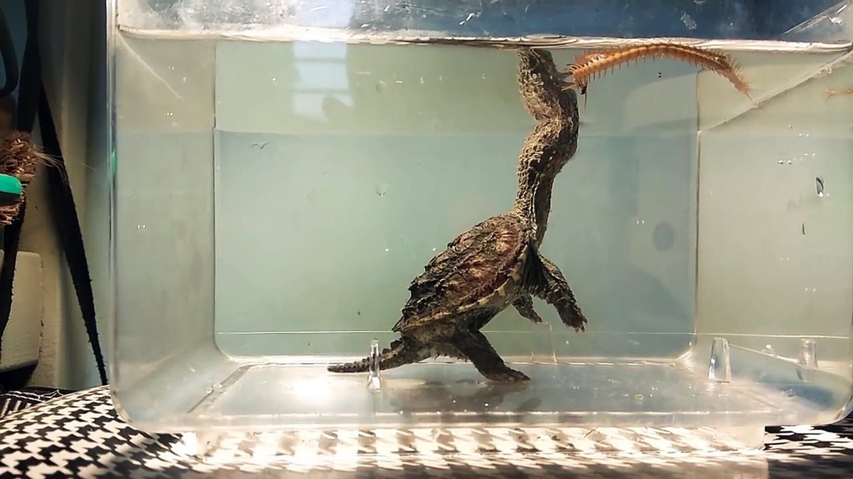 Rùa cá sấu du nhập vào Việt Nam khoảng năm 2013 thời điểm mà thú nuôi bò sát cảnh bắt đầu nở rộ. Đặc biệt rùa cảnh được nhiều người săn lùng mua nhiều nhất và với những người thích nuôi các loài rùa cảnh có hình dáng to lớn, độc, lạ mắt, ít người sở hữu thì rùa cá sấu xứng đáng có tên trong danh sách này.