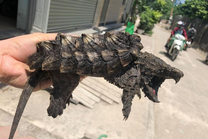 Rùa cá sấu ăn tạp đến mức nhai bất cứ thứ gì, ngấu nghiến các loài động vật dưới nước khác như cá, rắn, chim nước, thậm chí là cây thủy sinh chúng cũng không tha.