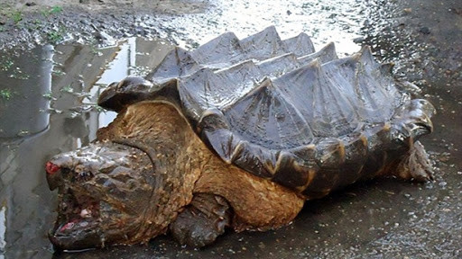 Với kích thước to lớn và khả năng phòng thủ tự nhiên, rùa cá sấu dường như không có đối thủ, ngoại trừ con người hay những kẻ săn chúng để lấy thịt và lớp mai quý hiếm. Số lượng cá thể rùa cá sấu quý hiếm đã giảm mạnh trong những năm gần đây do bị săn bắt trái phép và mất đi môi trường sống.