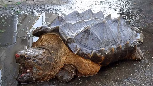 Với kích thước to lớn và khả năng phòng thủ tự nhiên, rùa cá sấu dường như không có đối thủ, ngoại trừ con người hay những kẻ săn chúng để lấy thịt và lớp mai quý hiếm. Số lượng cá thể rùa cá sấu quý hiếm đã giảm mạnh trong những năm gần đây do bị săn bắt trái phép và mất đi môi trường sống.