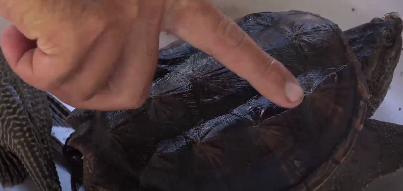 Tuy thân hình kỳ dị nhưng con rùa lạ khá thân thiện, được nhóm thanh niên giữ lại, đặt tên và nuôi dưỡng.