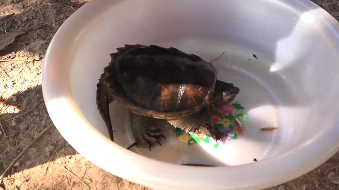 Sinh vật này có mai và đuôi giống cá sấu, chân và cổ dài hơn rùa thường. Con rùa lạ có cân nặng gần 800g, dài khoảng 20cm, trên mai có 13 gai khía độc đáo.