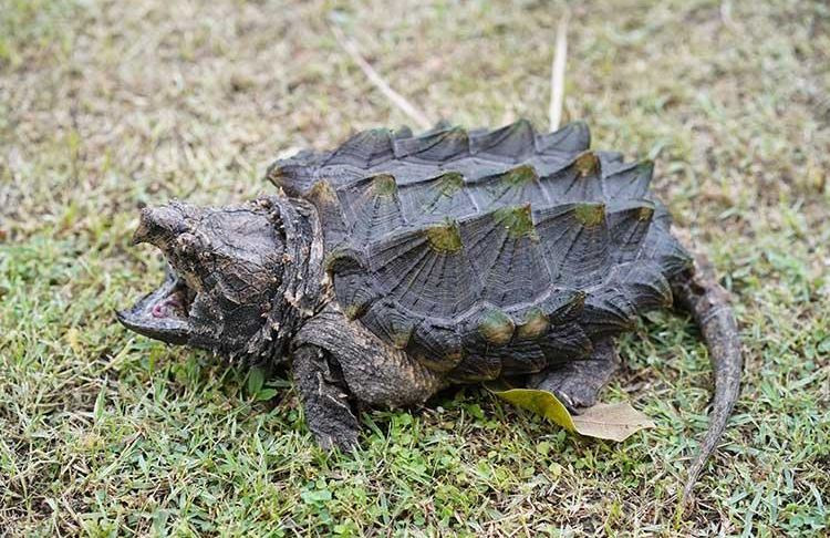  Rùa cá sấu phân bố ở vùng Bắc Mỹ, xuất hiện nhiều ở các vùng nước miền Nam Hoa Kỳ.