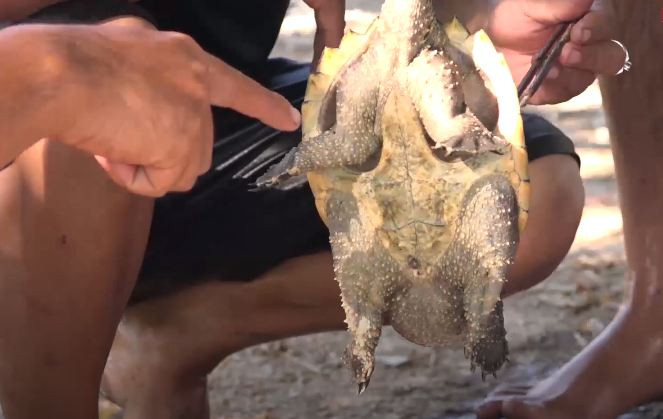 Đặc điểm về hình dáng, chiếc đuôi dài và phần mai của con rùa lạ bắt được ở An Giang khá giống với rùa cá sấu - một trong những loài rùa nước ngọt lớn nhất thế giới.