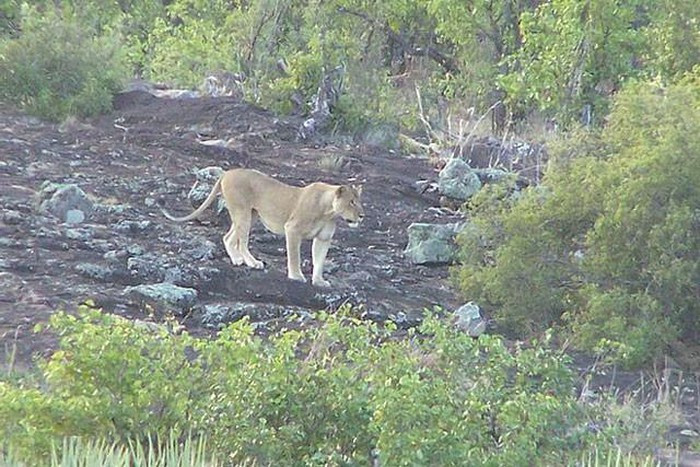 Khi đã qua giấc nghỉ trưa, bầy sư tử cảm thấy đói bụng và thức dậy đi săn. Mục tiêu lần này của chúng là hai chú voi con bị lạc mẹ ở khu vực hồ nước.