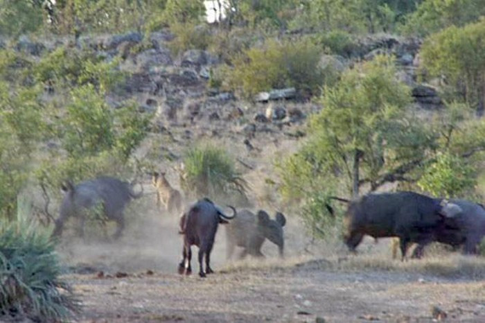 Chỉ sau vài phút với màn cứu nguy đầy anh hùng của trâu rừng, voi con thoát chết, những con mèo lớn bỏ chạy tán loạn.