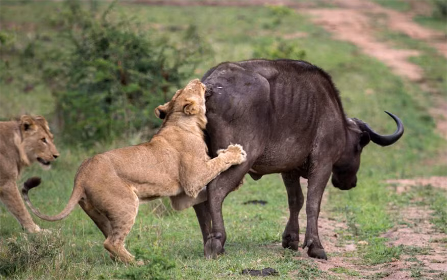 Những cuộc đụng độ giữa sư tử và trâu rừng thường xuyên diễn ra.