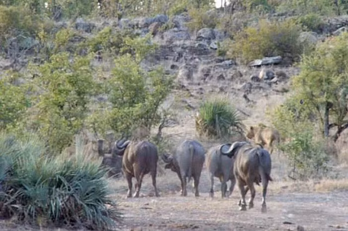 Khi trông thấy sư tử bắt nạt voi con, từ xa một đàn trâu rừng nhanh chóng hội quân để tấn công kẻ săn mồi, cứu nguy kẻ yếu.