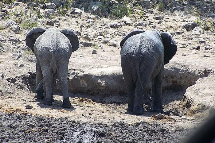 Bầy sư tử đang nghỉ trưa trong những bụi cây nhỏ gần cái hồ cạn nước, trong khi những con voi lại đang đào đất nhằm tìm kiếm bùn và một ít nước còn sót lại trong lòng hồ.