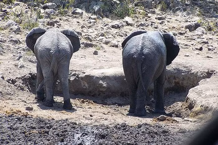 Bầy sư tử đang nghỉ trưa trong những bụi cây nhỏ gần cái hồ cạn nước, trong khi những con voi lại đang đào đất nhằm tìm kiếm bùn và một ít nước còn sót lại trong lòng hồ.