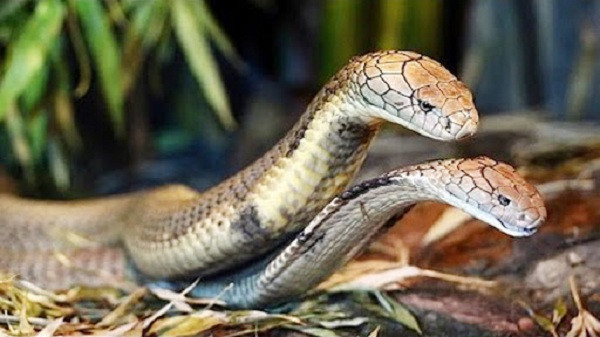 10 sự thật gây sốc về “chuyện yêu đương” của các loài động vật 10 su that gay soc ve “chuyen yeu duong” cua cac loai dong vat