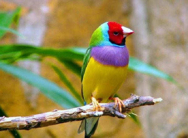 10 sự thật gây sốc về “chuyện yêu đương” của các loài động vật - Hình 10 10 su that gay soc ve “chuyen yeu duong” cua cac loai dong vat-Hinh-10