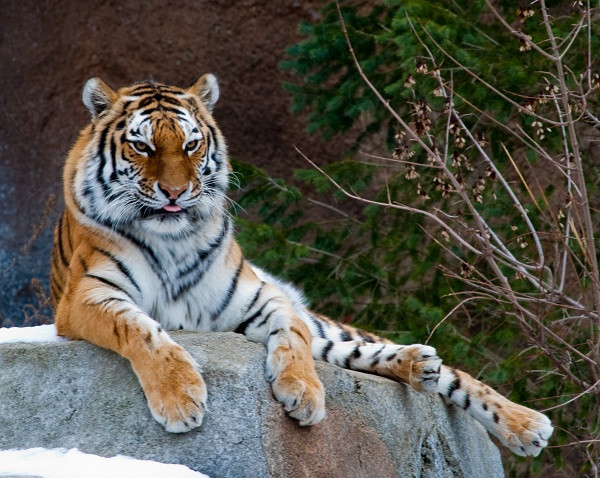 10 sự thật gây sốc về “chuyện yêu đương” của các loài động vật - Hình 11 10 su that gay soc ve “chuyen yeu duong” cua cac loai dong vat-Hinh-11