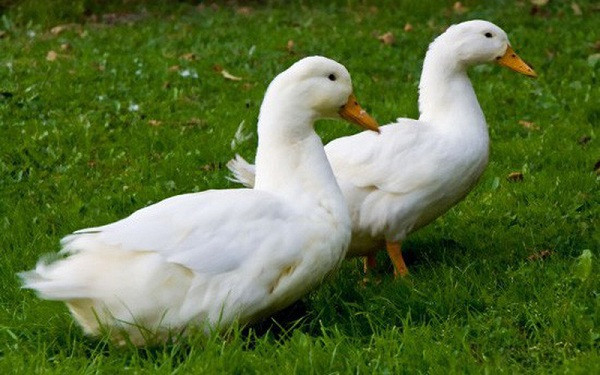 10 sự thật gây sốc về “chuyện yêu đương” của các loài động vật - Hình 5 10 su that gay soc ve “chuyen yeu duong” cua cac loai dong vat-Hinh-5