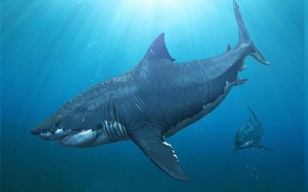 10 sự thật gây sốc về “chuyện yêu đương” của các loài động vật - Hình 2 10 su that gay soc ve “chuyen yeu duong” cua cac loai dong vat-Hinh-2