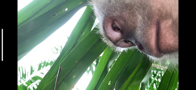 Chân dung của kẻ trộm điện thoại hài hước nhất hành tinh.